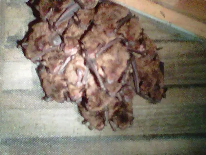Southern Wildlife and Bat Control Picture 2