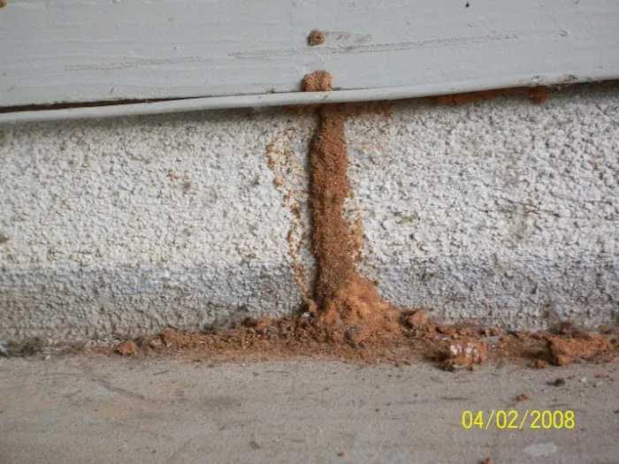 Bug-N-A-Rug Exterminators Picture 7