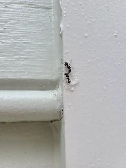 Bug-N-A-Rug Exterminators Picture 1
