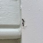 Bug-N-A-Rug Exterminators