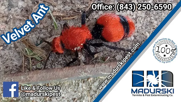 Madurski Termite & Pest Exterminating Co. Picture 5