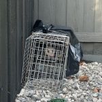 Critter Stop