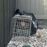 Critter Stop ico