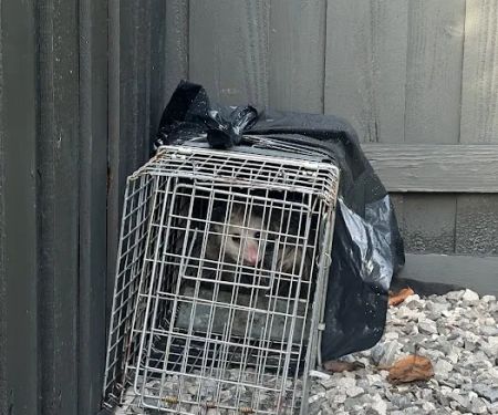 Critter Stop