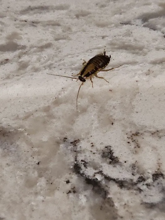 Pinpoint Pest Management Picture 4