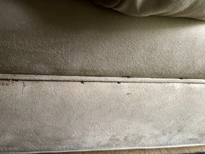 Eco Bed Bug Grand Strand Picture 10