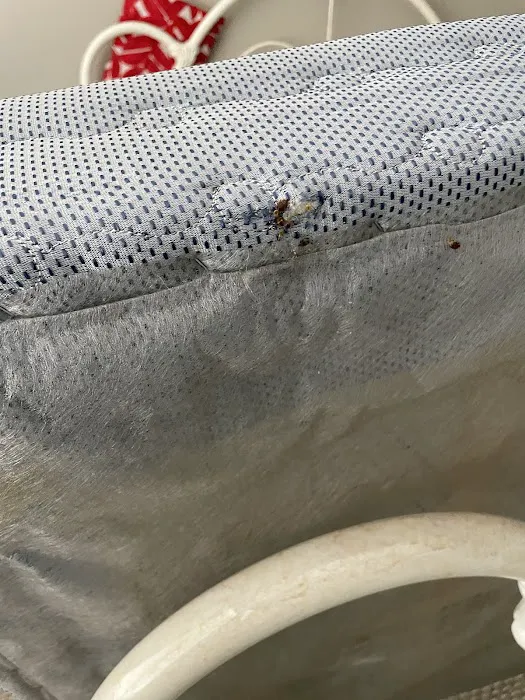 Eco Bed Bug Grand Strand Picture 9