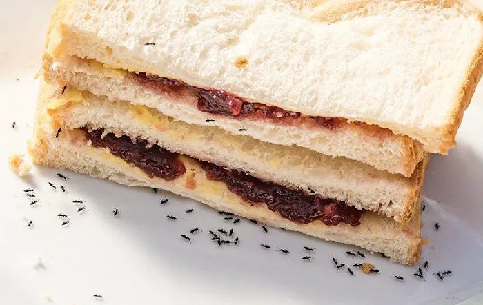 Bug-N-A-Rug Exterminators Picture 2