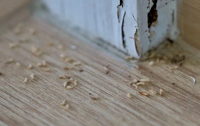 Bug-N-A-Rug Exterminators Picture 6