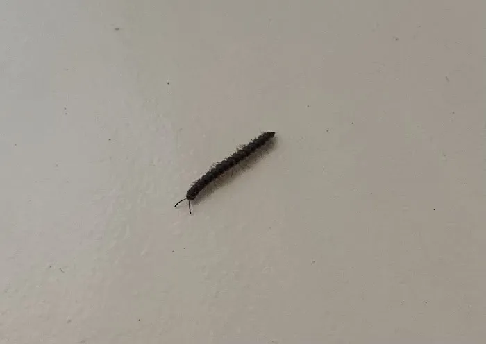 Beach Pest Service Picture 4