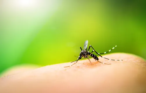 Zap Pest Control, Inc.- A Division of Clark's Pest Picture 1