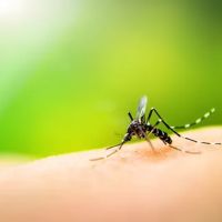 Zap Pest Control, Inc.- A Division of Clark's Pest ico