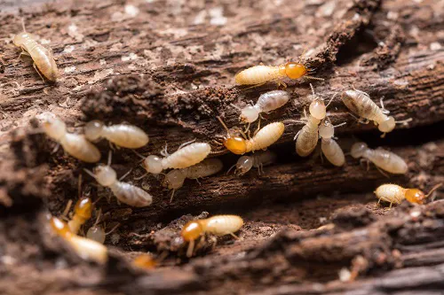 Zap Pest Control, Inc.- A Division of Clark's Pest Picture 2
