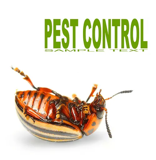 Zap Pest Control, Inc.- A Division of Clark's Pest Picture 4