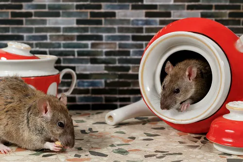 Zap Pest Control, Inc.- A Division of Clark's Pest Picture 7