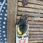 Manning's Pest Control