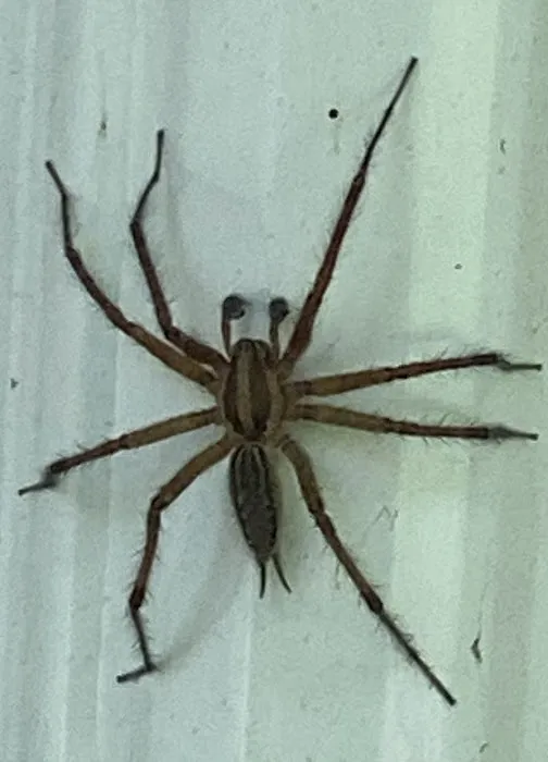 Pest EZ : Exterminator Novi, Pest Control Services Novi Picture 4