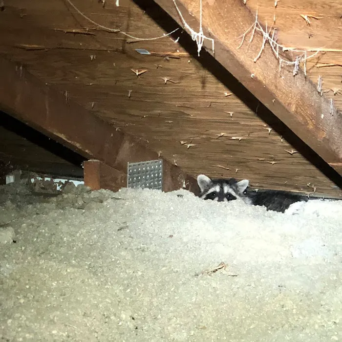Wingman Pest Control Picture 10