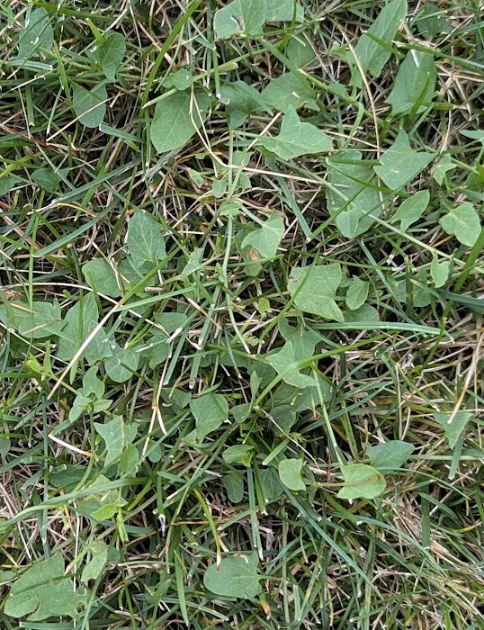 D&G Natures Way Lawn Care Picture 5