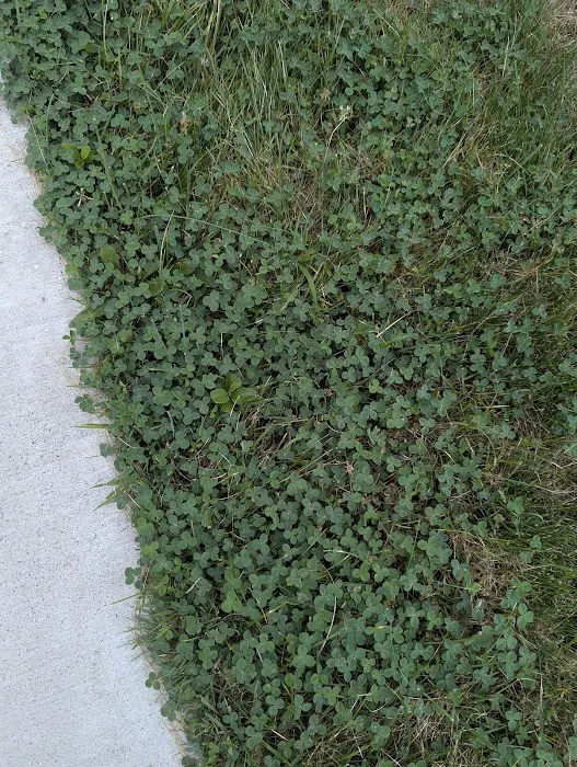 D&G Natures Way Lawn Care Picture 7