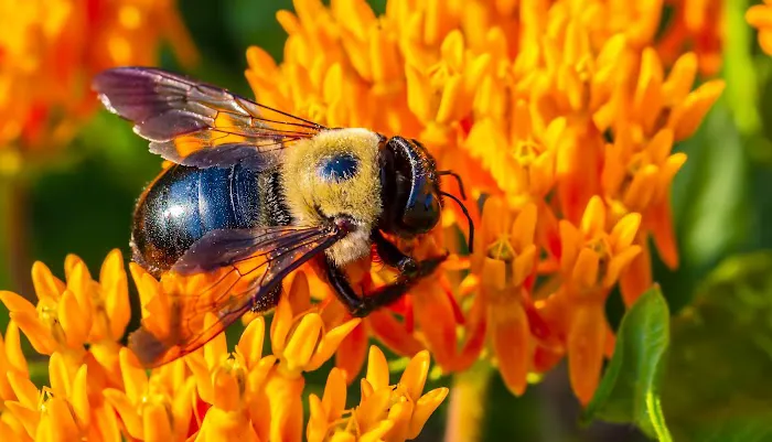 EcoShield Pest Solutions Picture 3