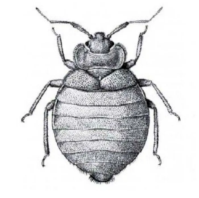 Ulmer Pest Control Picture 3