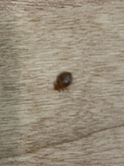 Ulmer Pest Control Picture 7