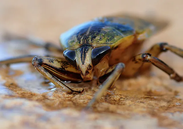 Rove Pest Control Picture 1