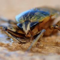 Rove Pest Control ico