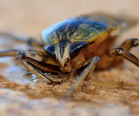 Rove Pest Control