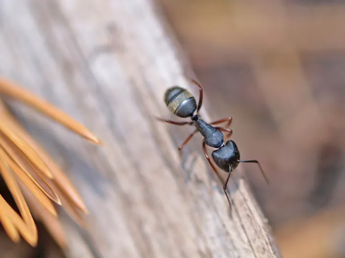 Rove Pest Control Picture 7