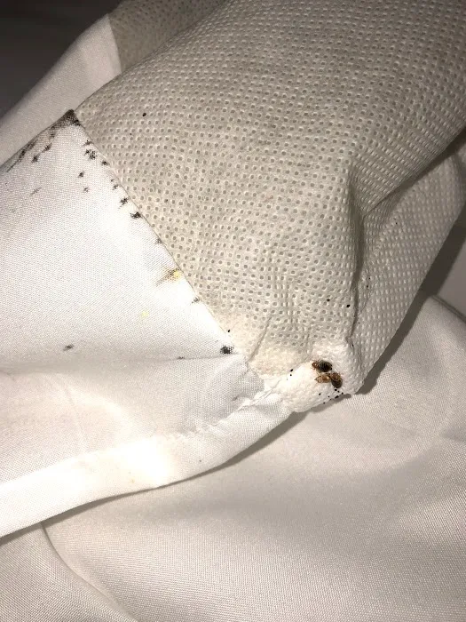 5 Star Pest Control Picture 1