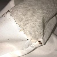 5 Star Pest Control ico