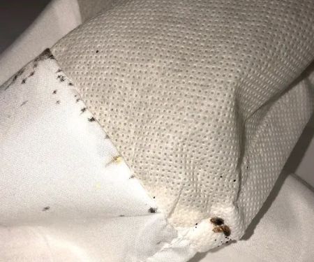 5 Star Pest Control