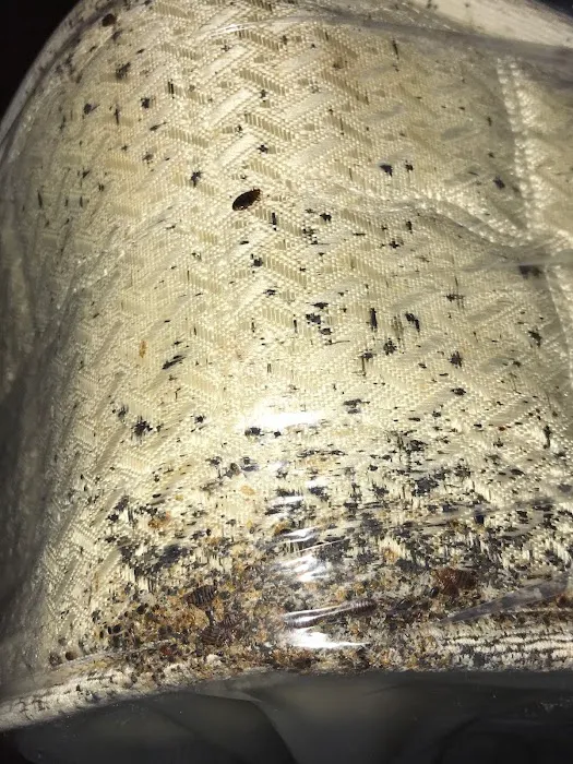 5 Star Pest Control Picture 2