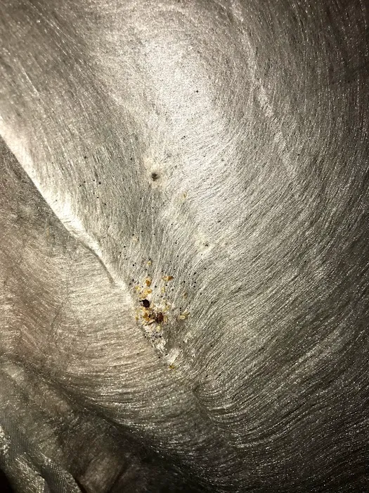 5 Star Pest Control Picture 4