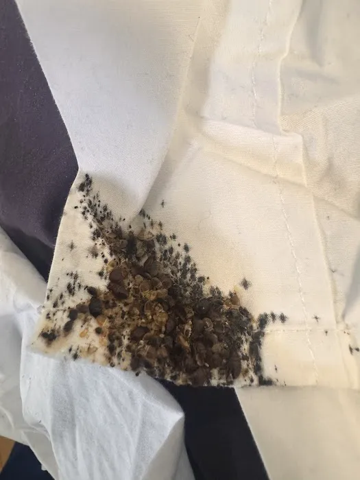 5 Star Pest Control Picture 7