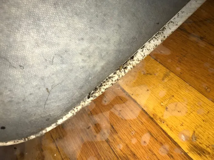 5 Star Pest Control Picture 5