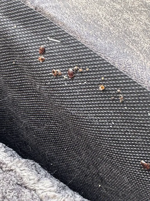 5 Star Pest Control Picture 9