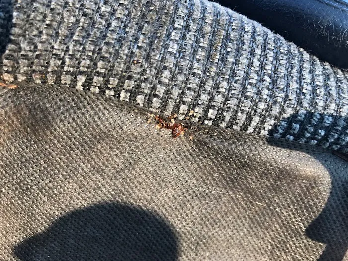 5 Star Pest Control Picture 10