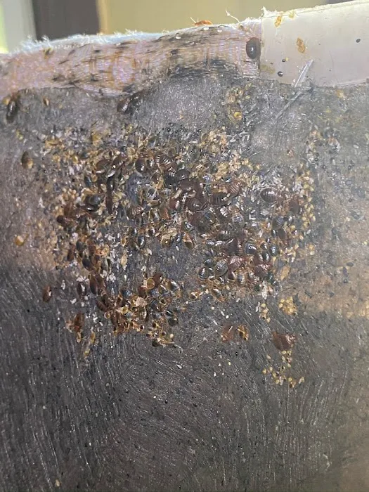 5 Star Pest Control Picture 6