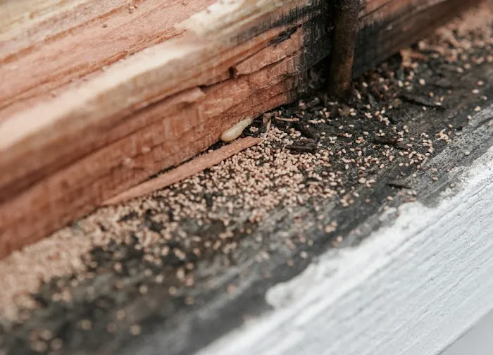 The Great Lakes State Termite Removal Experts Picture 5