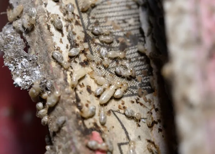 The Great Lakes State Termite Removal Experts Picture 3