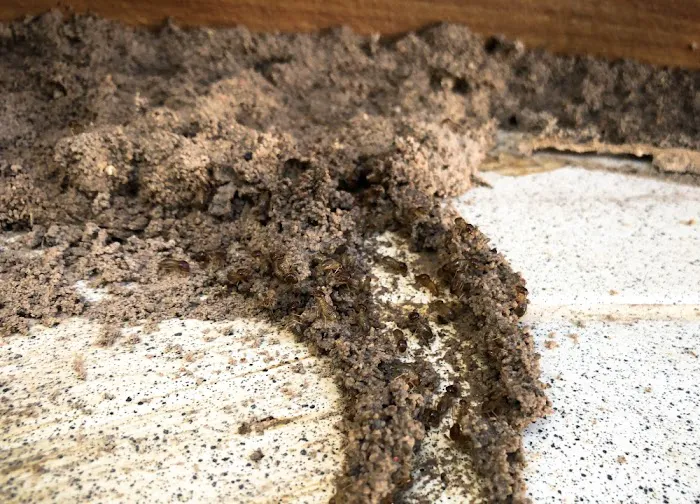 The Great Lakes State Termite Removal Experts Picture 7