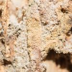 The Great Lakes State Termite Removal Experts
