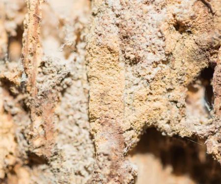 The Great Lakes State Termite Removal Experts