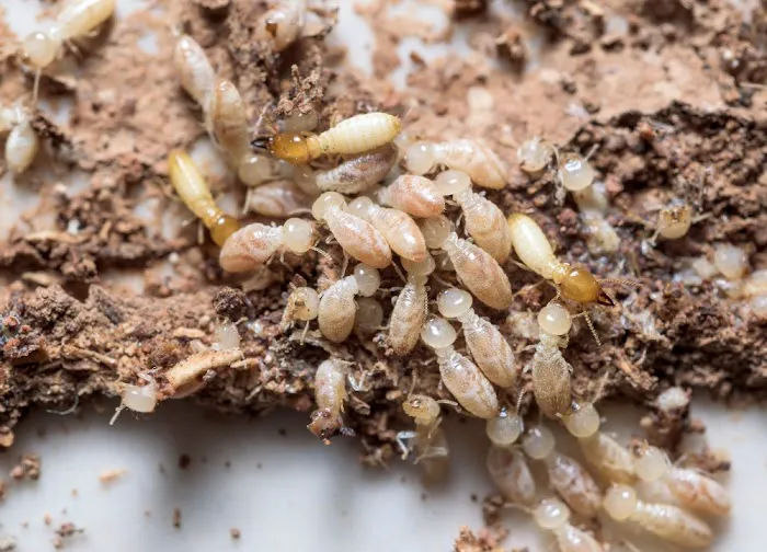 The Great Lakes State Termite Removal Experts Picture 6