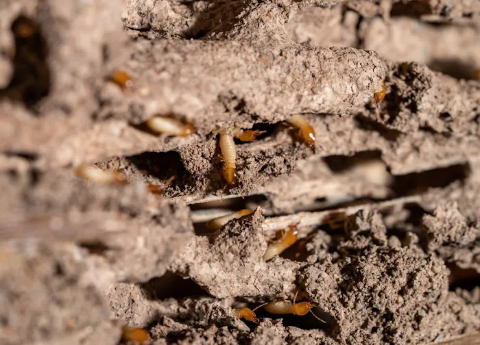 The Great Lakes State Termite Removal Experts Picture 10