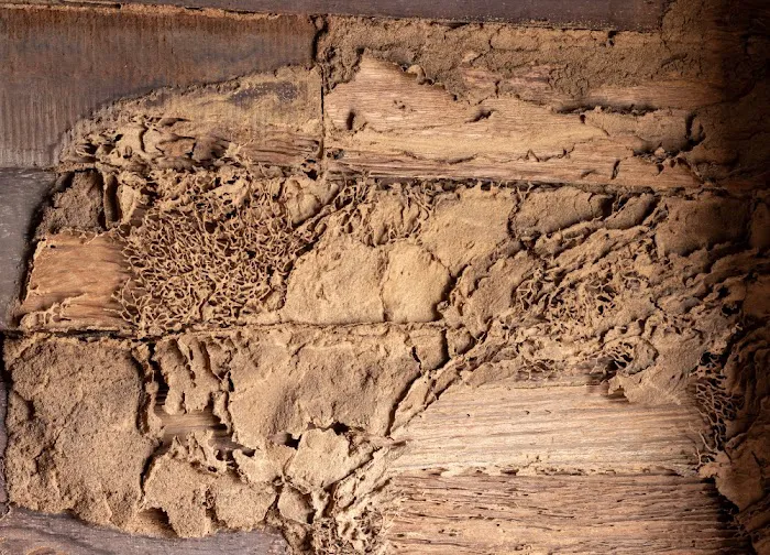 The Great Lakes State Termite Removal Experts Picture 9