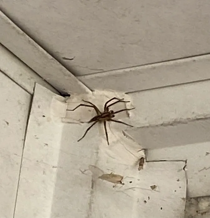 Eco-Sound Pest Management Picture 3